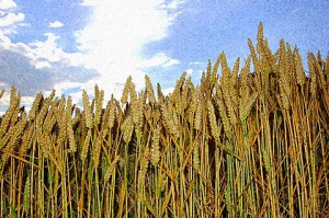 corn_growing